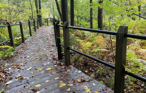 A wooden pathway surrounded by lush greenery and fallen leaves, leading through a tranquil forest.