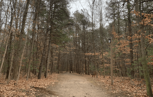 A dirt path winds through a forest of bare trees and scattered leaves, with a bench visible in the distance.
