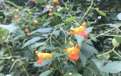A cluster of bright orange and yellow flowers surrounded by green leaves in a lush garden setting.