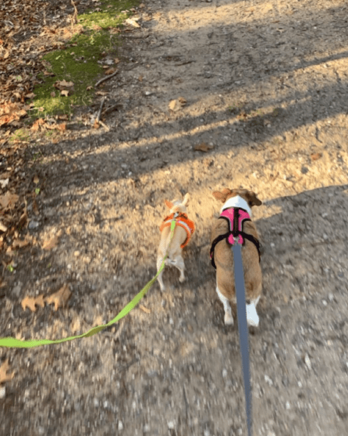 Two dogs walking on a gravel path, one wearing an orange harness and the other in a black harness.
