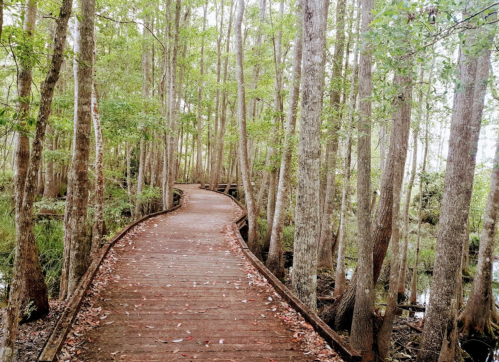 A wooden boardwalk winding through a lush, green forest with tall trees and a serene atmosphere.