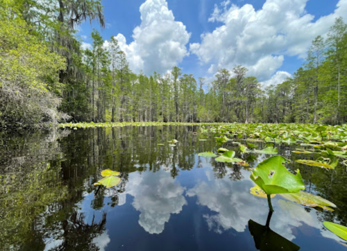 A serene swamp scene with lush greenery, lily pads, and reflections of clouds in the calm water.