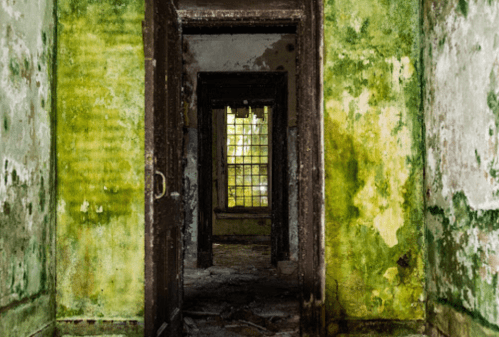 A dimly lit, abandoned room with peeling green walls and a doorway leading to another room.