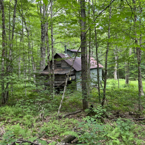 An old, weathered cabin with a rusty roof, surrounded by lush green trees and ferns in a dense forest.