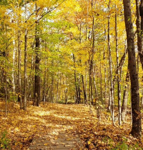 A serene forest path covered in golden autumn leaves, surrounded by vibrant yellow and orange trees.