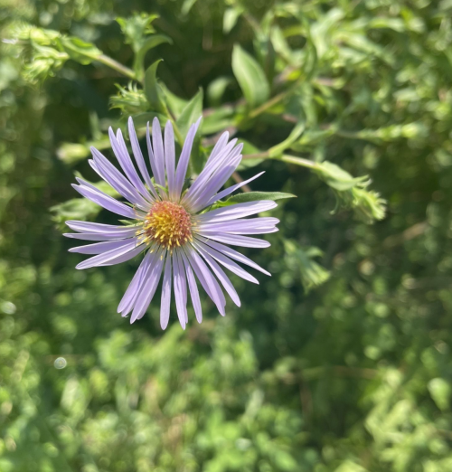 A single purple flower with long petals, surrounded by green foliage.