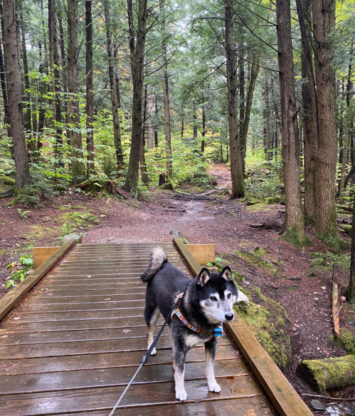 A black and white dog stands on a wooden bridge in a lush green forest, surrounded by tall trees.