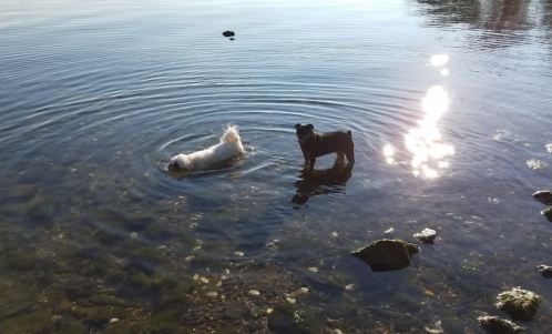 Two dogs play in a calm, reflective water, one swimming and the other standing on a rock. Sunlight sparkles on the surface.