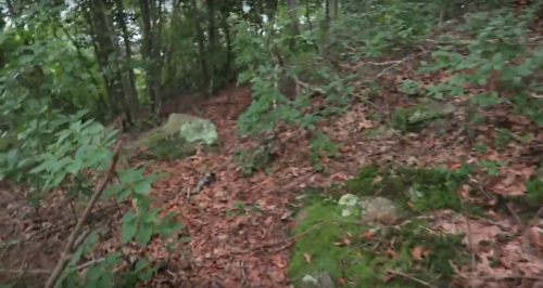 A forested trail covered in leaves and moss, with rocks and greenery surrounding the path.