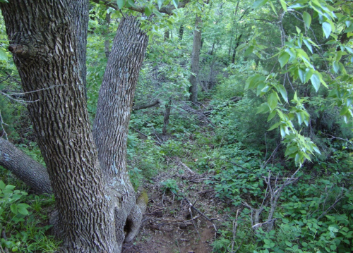 A dense forest scene featuring a large tree trunk and lush green foliage surrounding a narrow, overgrown path.