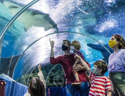 A family observes a shark swimming overhead in an aquarium tunnel, pointing and wearing masks.