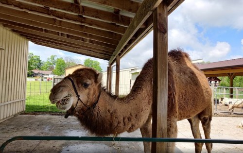 A camel stands under a shelter, chewing on hay, with green fields and buildings in the background.