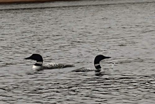 Two loons swimming in a calm lake, with rippling water reflecting their distinctive black and white plumage.