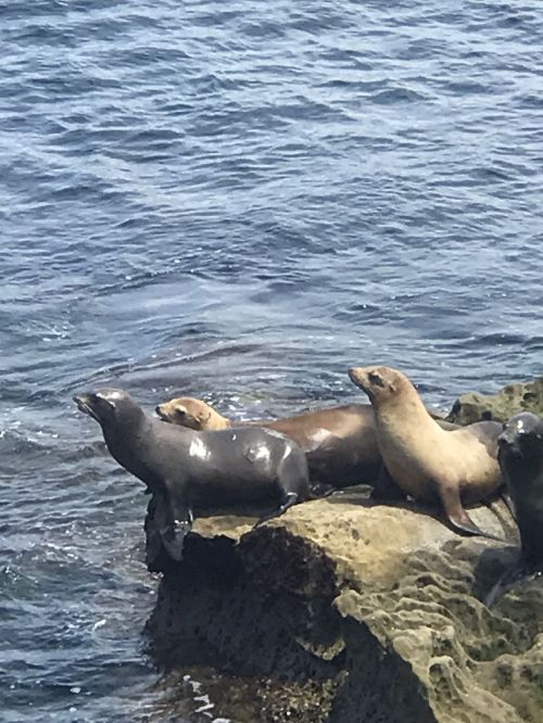 A group of seals resting on a rocky shore by the water, with gentle waves in the background.