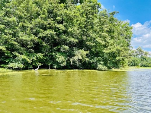 A serene lake scene with lush green trees and a heron standing by the water's edge under a bright blue sky.