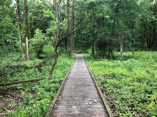 A wooden path leads through a lush green forest, surrounded by trees and dense foliage.