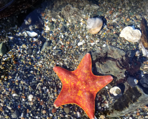 A bright orange starfish resting on a rocky, pebbled seabed with small shells and seaweed nearby.