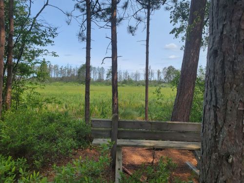 A wooden bench in a forest clearing, surrounded by trees and a view of a grassy field under a blue sky.