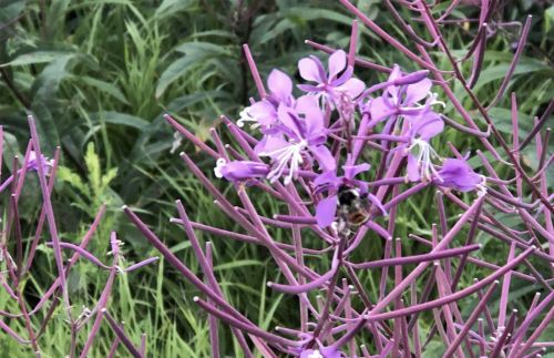 A bee pollinates vibrant purple flowers amidst lush green foliage.