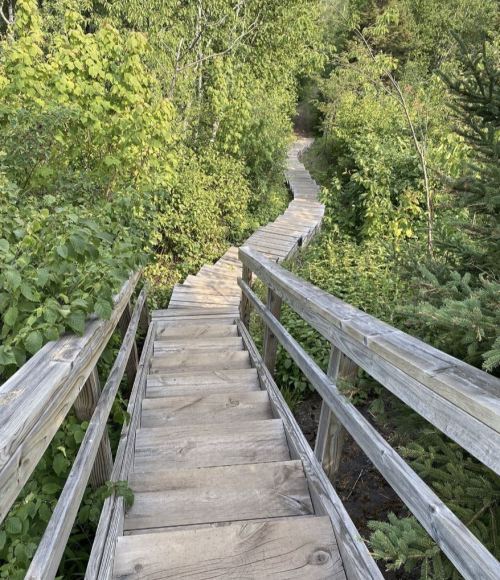 A wooden staircase leads down through lush greenery to a winding path in a natural setting.