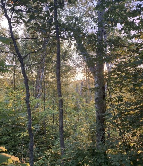 A serene forest scene with tall trees and lush green foliage, illuminated by soft sunlight filtering through the leaves.