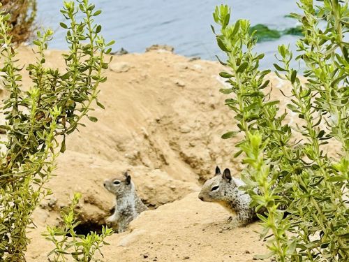 Two squirrels peek out from a burrow surrounded by green plants near a body of water.