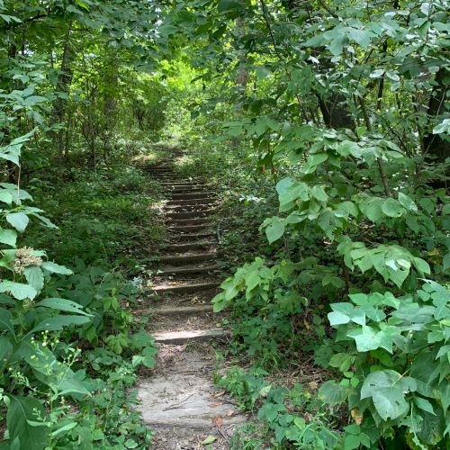 A narrow, winding path leads through lush greenery and trees, inviting exploration into the forest.