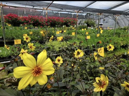 A greenhouse filled with vibrant flowers, including yellow blooms in the foreground and colorful hanging plants in the background.
