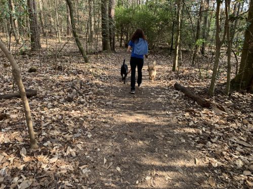 A person walks along a wooded trail with two dogs, surrounded by trees and fallen leaves.