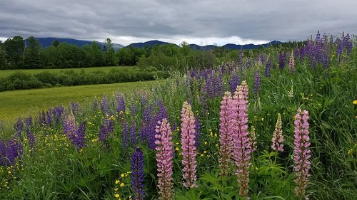 A vibrant field of purple and pink lupines with green grass and distant mountains under a cloudy sky.