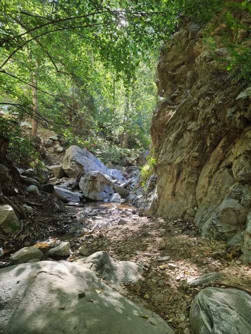 A serene creek flows through a rocky landscape, surrounded by lush green trees and sunlight filtering through the leaves.