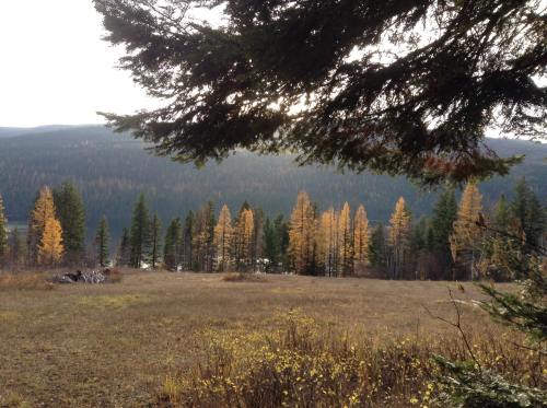 A scenic view of a meadow surrounded by trees with autumn foliage, set against a distant forested landscape.