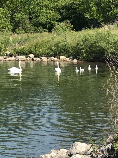 A serene pond with two swans and three cygnets swimming among lush greenery.