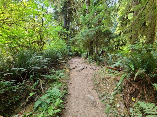 A narrow dirt path winds through a lush green forest filled with ferns and tall trees.