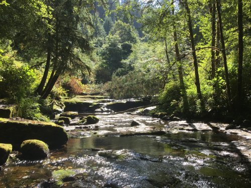 A serene forest scene with a gently flowing stream, surrounded by lush greenery and dappled sunlight.