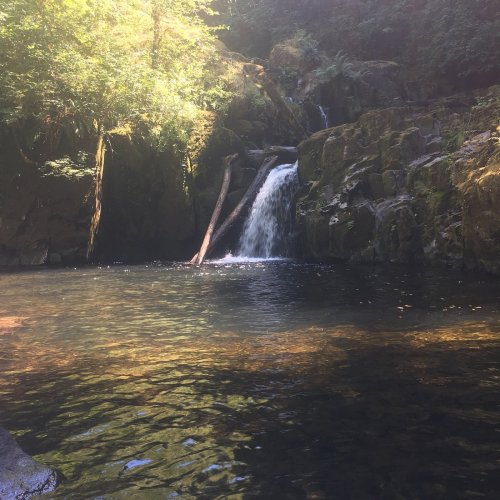 A serene forest scene featuring a small waterfall cascading into a tranquil pool surrounded by lush greenery.