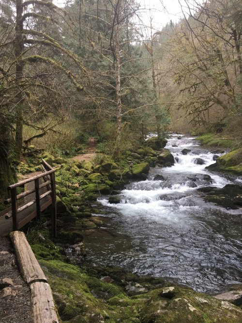 A serene forest scene with a flowing river, moss-covered rocks, and a wooden bridge surrounded by lush greenery.