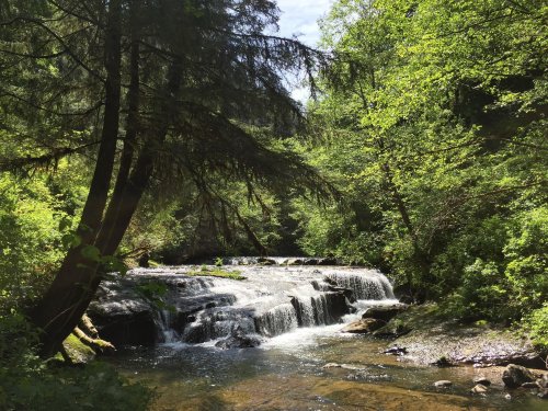 A serene forest scene featuring a small waterfall surrounded by lush green trees and foliage.