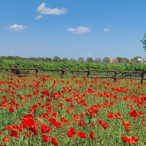 A vibrant field of red poppies under a clear blue sky, with a wooden fence and green vineyards in the background.
