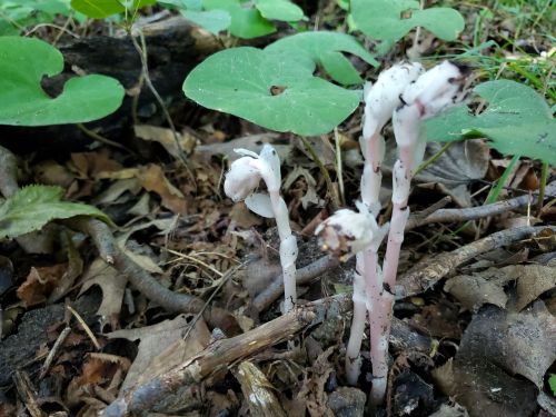 Three pale, ghostly plants emerge from the forest floor, surrounded by green leaves and fallen leaves.