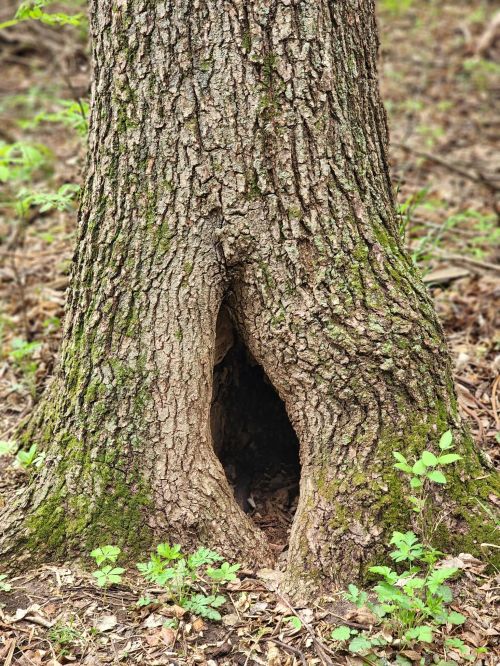 A close-up of a tree trunk with a hollow opening at its base, surrounded by green foliage on the forest floor.