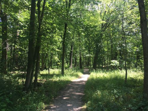 A winding dirt path through a lush green forest, surrounded by tall trees and vibrant foliage.