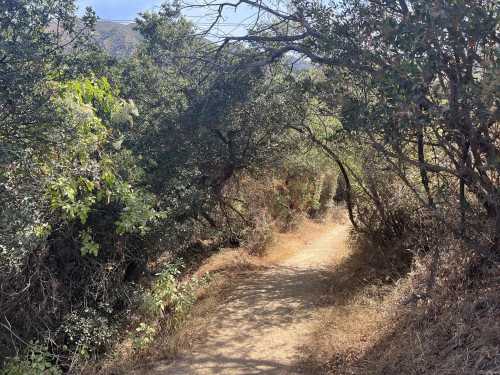 A winding dirt path surrounded by dense greenery and trees on a sunny day.