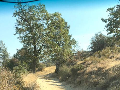A dirt path winds through a sunny landscape with trees and shrubs on either side.