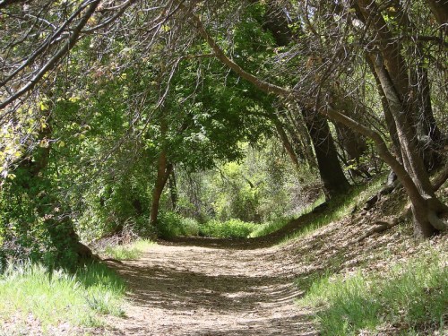 A serene forest path surrounded by lush greenery and trees, inviting exploration and tranquility.