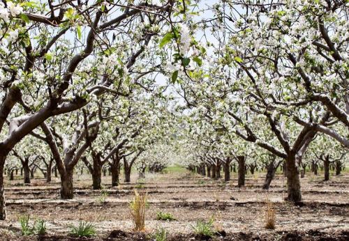Blossoming pear trees in a sunny orchard, with white flowers covering the branches and a clear path between the rows.