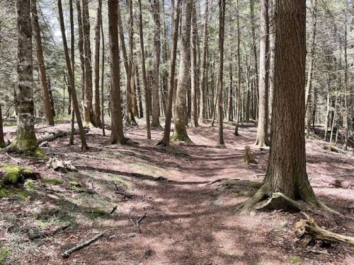 A serene forest path winding through tall trees with soft, earthy ground and scattered fallen branches.