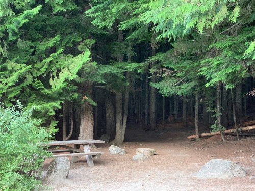A serene forest scene with tall trees, a picnic table, and scattered rocks, leading into a darker wooded area.