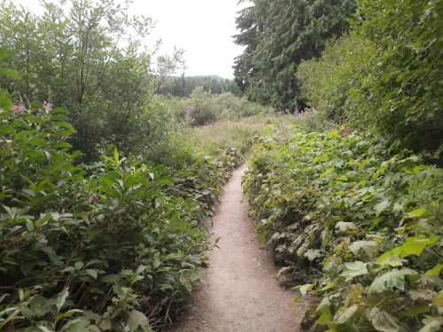 A narrow dirt path winds through lush greenery and shrubs, leading into a serene natural landscape.