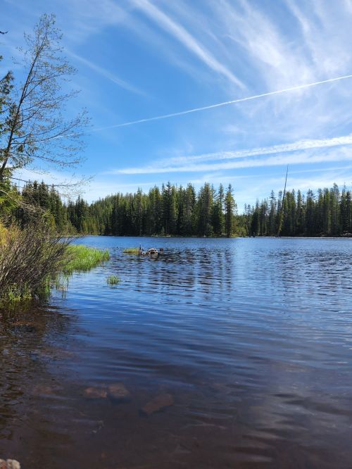 A serene lake surrounded by lush green trees under a clear blue sky with wispy clouds.